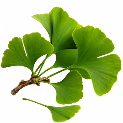 Ginkgo Biloba