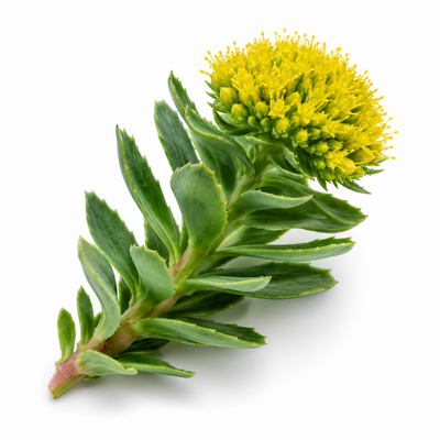 Rhodiola Rosea